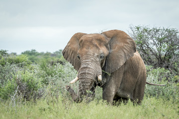 Big Elephant standing in the high grass.