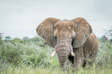 Naklejka na ściany i meble Big Elephant standing in the high grass.
