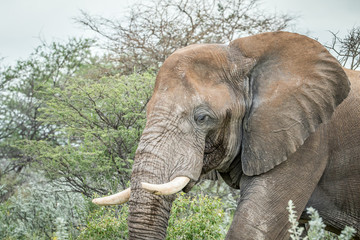 Side profile of a big Elephant.