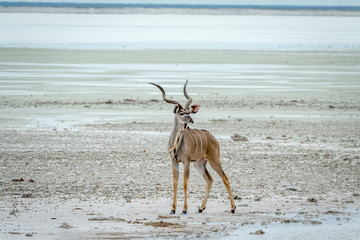 Male Kudu standing at a pool of water.