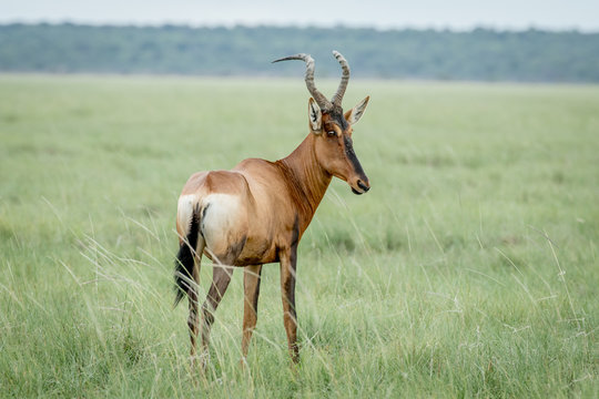 Side profile of a Red hartebeest.