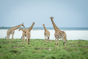 Group of Giraffes standing in the grass.