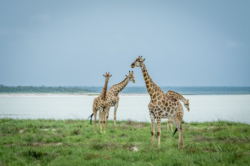 Group of Giraffes standing in the grass.