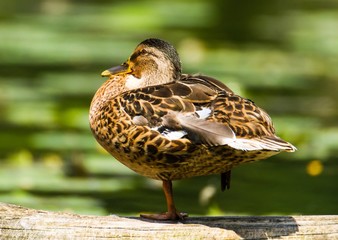 Weibliche Stockente steht auf einem Baumstamm