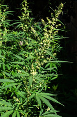 Flowering plant of marijuana on a dark background. Selective focus.