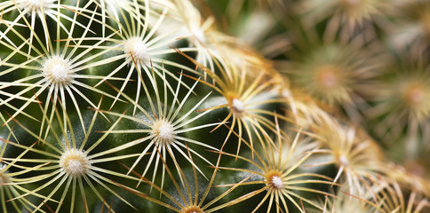 Web banner of green prickly cactus spikes