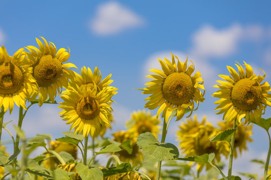 Sunflower field landscape on blue sky