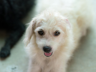 White dog with innocent eyes