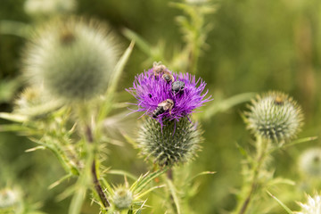 Bee on a single flowering thistle on a meadow