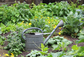 vegetable garden, zinc watering can © schapinskaja