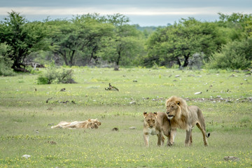 Lion mating couple walking in the grass.