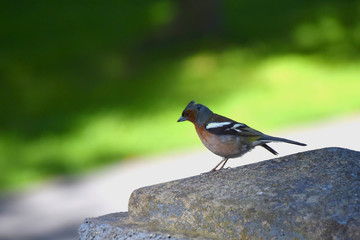 Chaffinch perched on a stone post