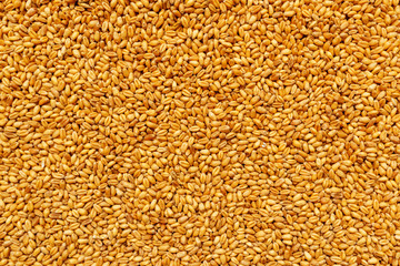 Top view of harvested barley wheat cereal grains