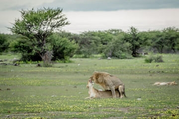 Lions mating in the grass in Etosha.