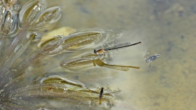 Weibliche Gro&szlig;e Pechlibelle (Ischnura elegans) bei der Eiablage an Krebsschere (Stratiotes aloides) mit Wasserl&auml;ufer (Gerridae) und R&uuml;ckenschwimmer (Notonecta glauca)