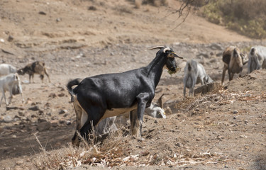 Black goat with a grass clump in mouth.