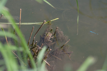 Rana nello stagno