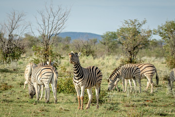 Fototapeta na wymiar Herd of Zebras standing in the grass.