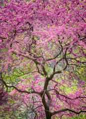 Redbud tree #1