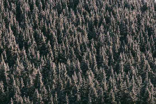 Winterwald