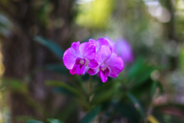 Fototapeta premium flower