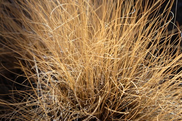 Dry grass in sunlight