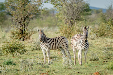 Two Zebras starring at the camera.