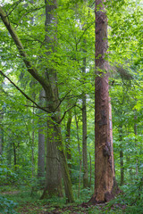 Natural mixed stand of Bialowieza Forest