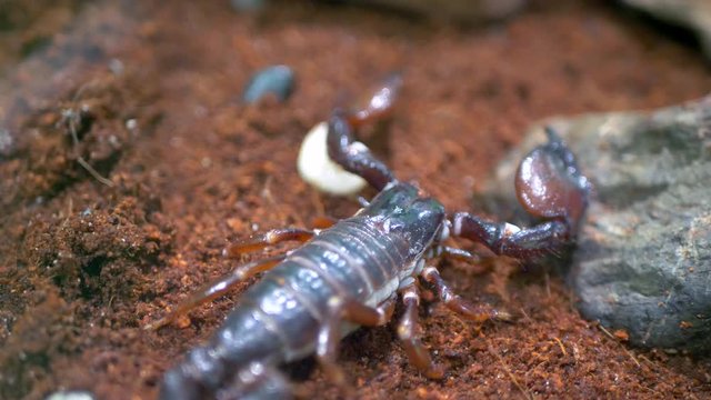 4K Small Poisonous Scorpion, Macro Insect Shot, Claw Insect