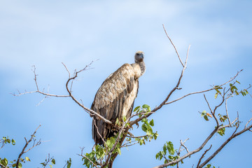 White-backed vulture sitting in a tree.