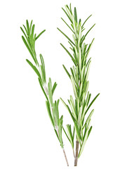 Rosemary on a white background