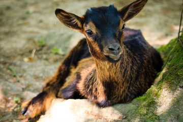 Baby Ziegenbock