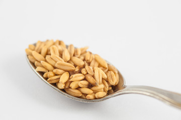 Oat (Avena sativa) isolated in white background