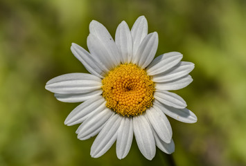 Fototapeta premium Daisy Leucanthemum vulgare