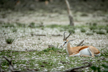 Springbok laying in the grass in Etosha.