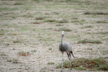 Fototapeta premium Blue crane walking in the grass.