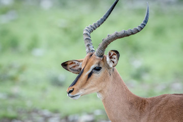 Naklejka na ściany i meble Close up of a Black-faced impala.