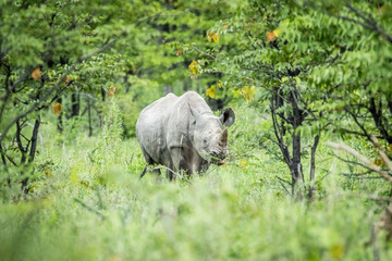 Black rhino starring at the camera.
