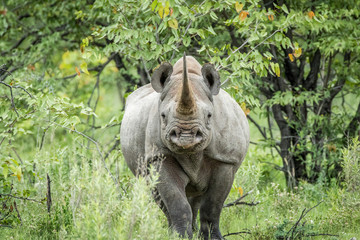 Black rhino starring at the camera. © simoneemanphoto