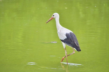 Stork in the River