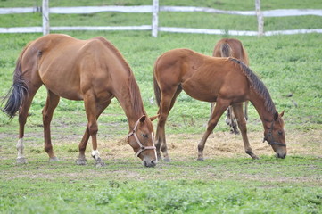 Naklejka na ściany i meble Brown Horses on a Field