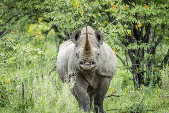 Black rhino starring at the camera.
