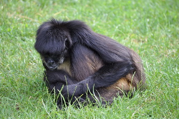 Monkey Sitting in a Grass
