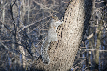 Squirrel in Montréal