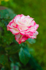 A beautiful large white rose grows in the garden