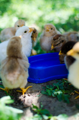 Small fluffy baby chick on limited