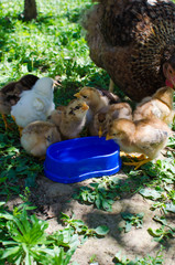 Small fluffy baby chick on limited