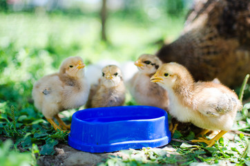 Small fluffy baby chick on limited