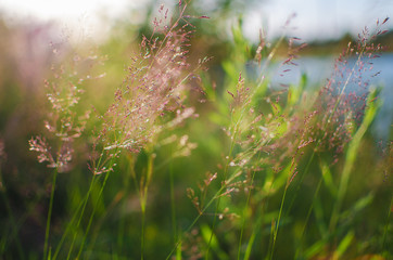 Green grass stem growing outdoors