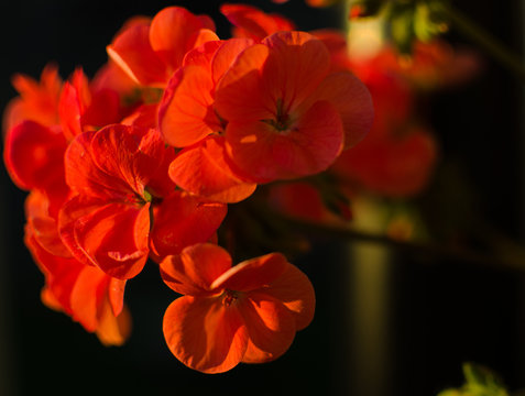bright pelargonium decorate the yard